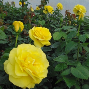 Galben canar - trandafir pentru straturi Floribunda